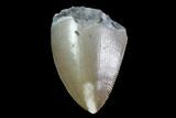 Serrated, Fossil Phytosaur Tooth - Arizona #88609-1